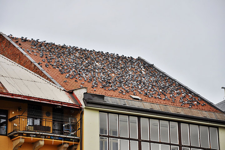 A2B Pest Control are able to install spikes to deter birds from roofs in Chase Cross. 