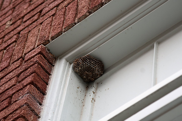 We provide a wasp nest removal service for domestic and commercial properties in Chase Cross.
